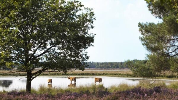 Fietsvakantie De Groote Peel - goedkope-singlereizen.nl