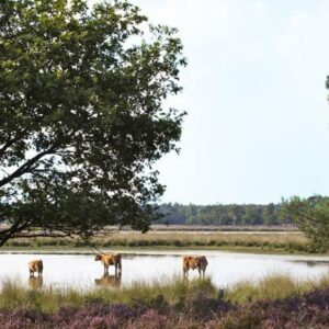 Fietsvakantie De Groote Peel - goedkope-singlereizen.nl
