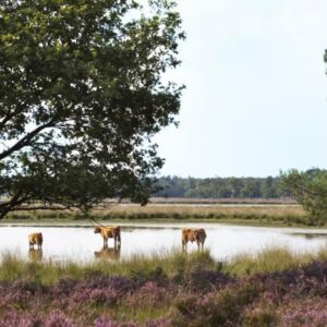 Grand Café & Hotel Hulsman - goedkope-singlereizen.nl
