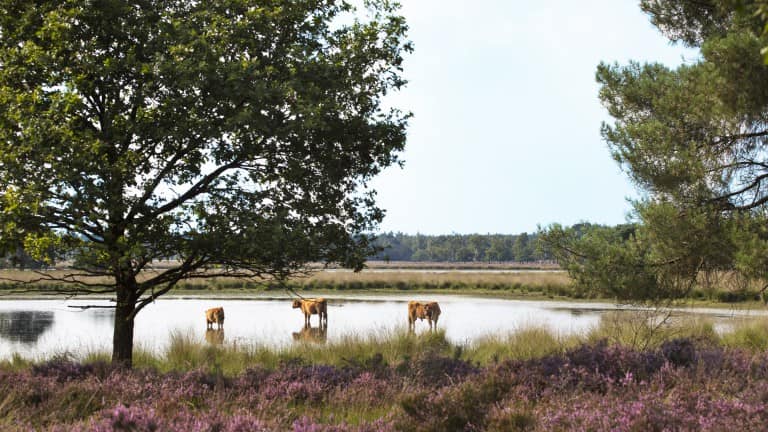 Grand Café & Hotel Hulsman - goedkope-singlereizen.nl