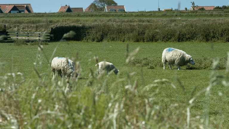 Nieuw Leven Texel - goedkope-singlereizen.nl